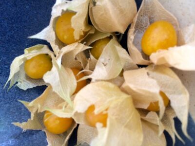 How to Grow and Use Heirloom Ground Cherries Image